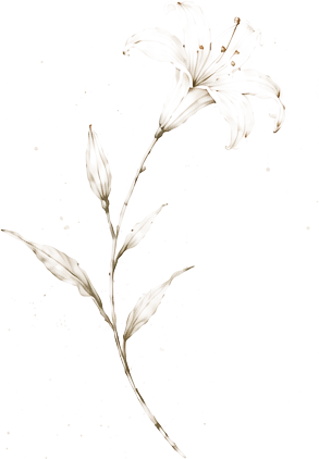 A botanical study of a lily in bloom
